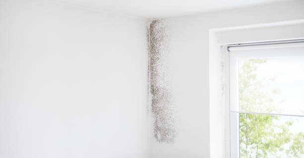 Mold Documentation for Insurance Claims in Monaca, PA